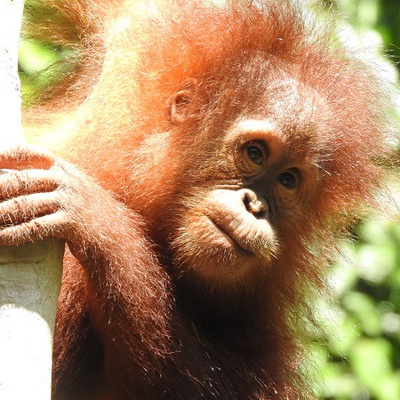 The Orangutan Project - Sudin
