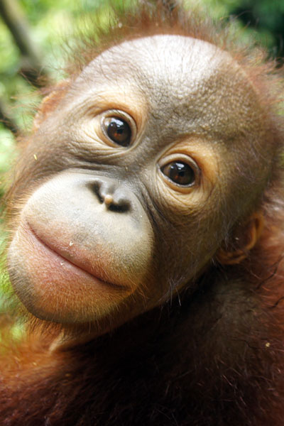 The Orangutan Project - Happi