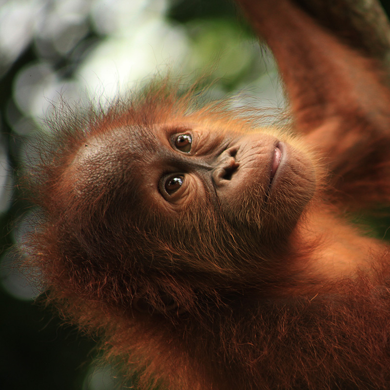 The Orangutan Project - Sudin